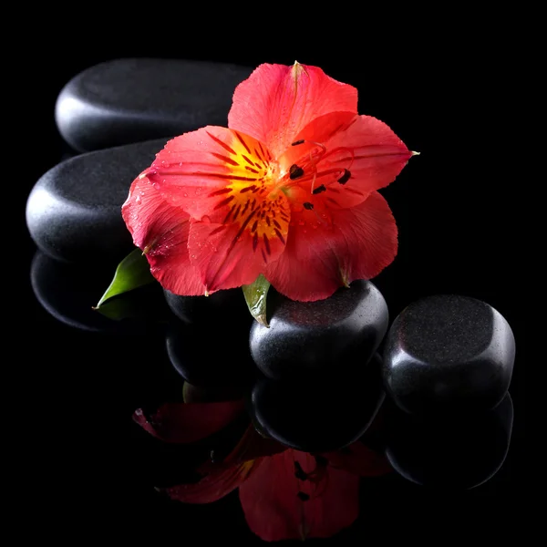 Spa stones and red flower on black background — Stock Photo, Image