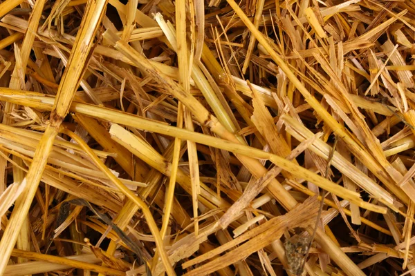 Golden hay close-up — Stock Photo, Image