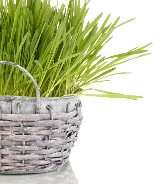 Green grass in basket isolated on white — Stock Photo, Image