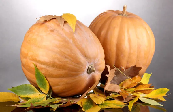 Dos calabazas naranjas maduras con hojas amarillas de otoño sobre fondo gris —  Fotos de Stock