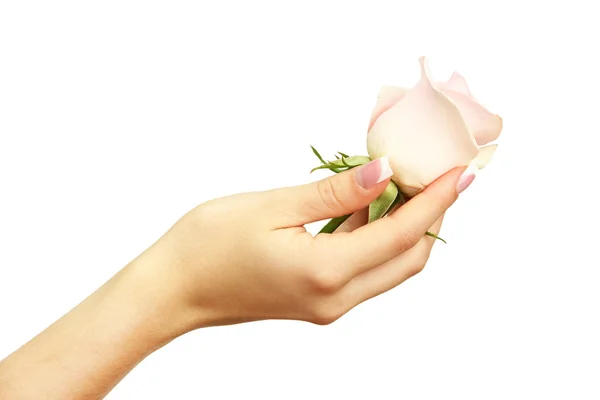 Bela mão mulher com rosa, isolado em branco — Fotografia de Stock