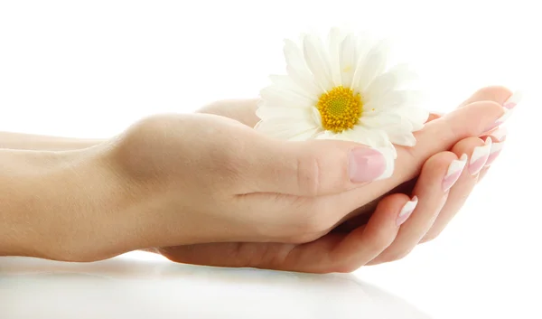 Beautiful woman hands with camomile, isolated on white — Stock Photo, Image