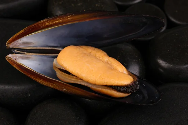 Mussel in shell on stones close-up — Stock Photo, Image