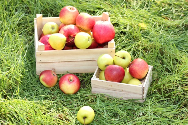 Cajas de manzanas frescas maduras en el jardín sobre hierba verde — Foto de Stock