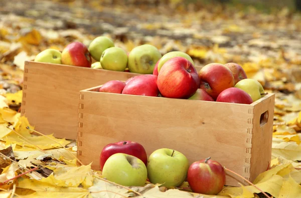 Cajas de manzanas frescas maduras en el jardín en hojas de otoño —  Fotos de Stock