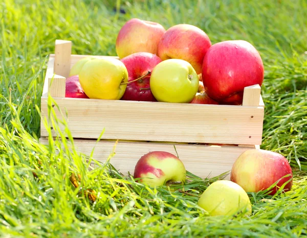 Crate of fresh ripe apples in garden on green grass — Stock Photo, Image