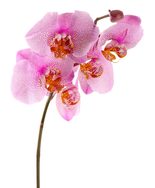 Bela orquídea rosa, isolada em branco — Fotografia de Stock