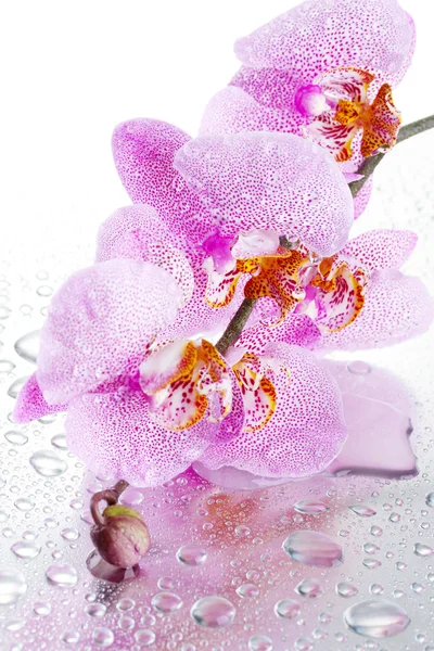 Orquídea bonita rosa com gotas — Fotografia de Stock