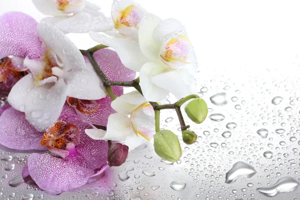 Pink and white beautiful orchids with drops — Stock Photo, Image