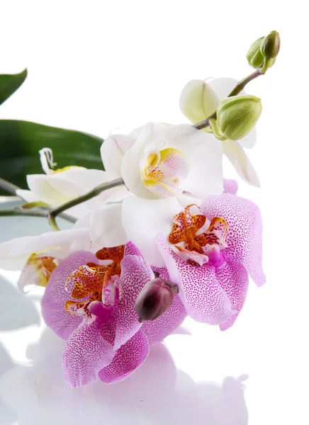 Hermosas orquídeas, aisladas en blanco —  Fotos de Stock