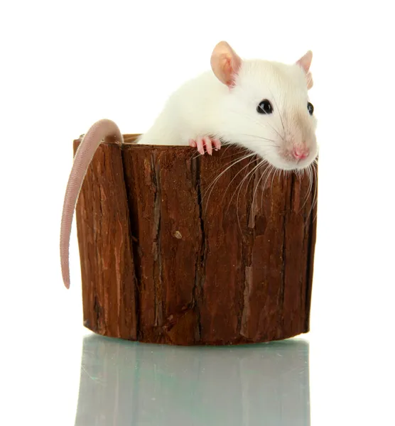 Grappige kleine rat in houten vaas, geïsoleerd op wit — Stockfoto