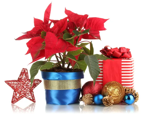 Gyönyörű Mikulásvirág, karácsonyi labdák és ajándékokat elszigetelt fehér — Stock Fotó