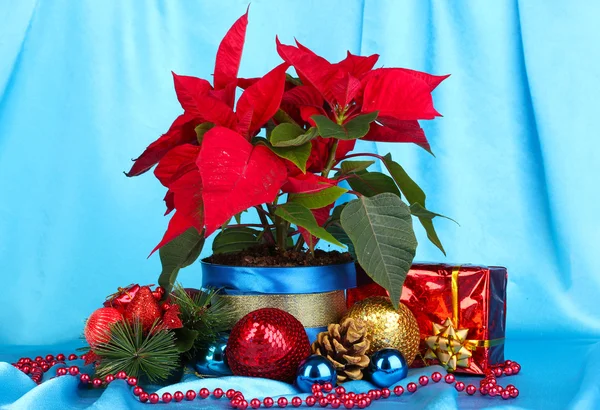 Bela poinsettia com bolas de Natal e presentes em fundo de tecido azul — Fotografia de Stock