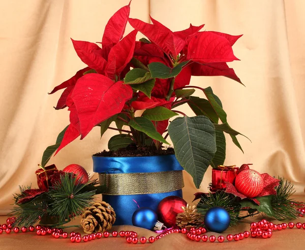 Hermosa poinsettia con bolas de Navidad sobre fondo de tela de oro —  Fotos de Stock