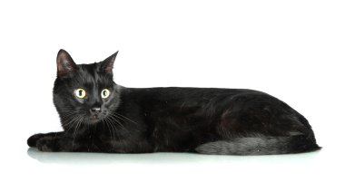 Siyah kedi beyaz üzerine izole edilmiş