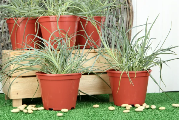 Pots with seedling on green grass on wooden background — Stock Photo, Image