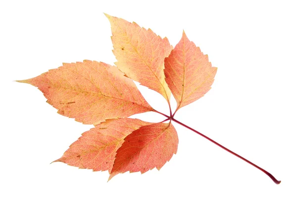 Jasný podzimní list, izolovaný na bílém — Stock fotografie