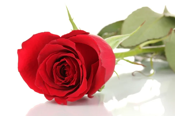 Κόκκινο τριαντάφυλλο απομονωμένο σε λευκό — Φωτογραφία Αρχείου