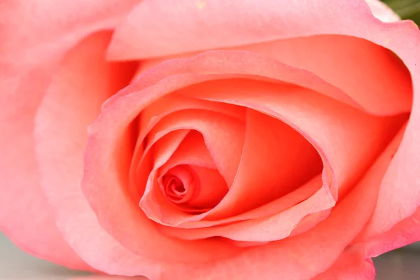 Close-up van mooie roze roos — Stockfoto