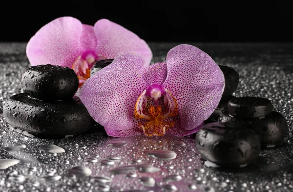 スパの石とウェットの灰色の背景上の蘭の花 — ストック写真
