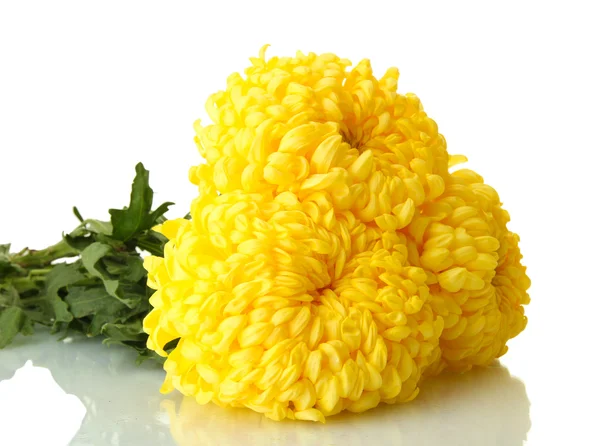 Crisantemos de color amarillo brillante, aislados sobre blanco — Foto de Stock