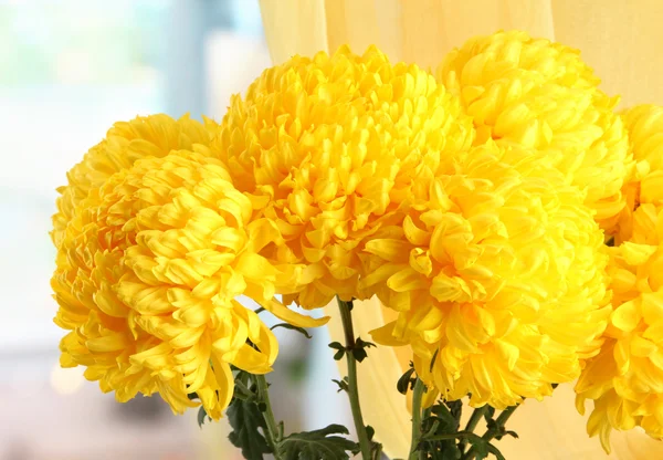 Leuchtend gelbe Chrysanthemen-Blüten, Nahaufnahme — Stockfoto