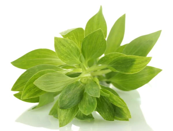 녹색 잎, 흰색 절연 지점 — 스톡 사진