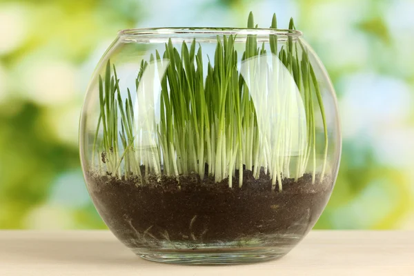 Erba in vaso di vetro su fondo verde — Foto Stock