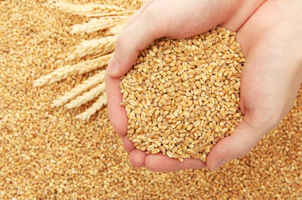 Руки человека с зерном, на пшеничном фоне — стоковое фото