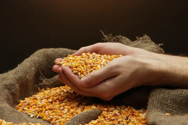 Uomo mani con grano, su sfondo marrone mais — Foto Stock