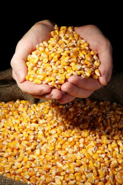 man hands with grain, on yellow corn background