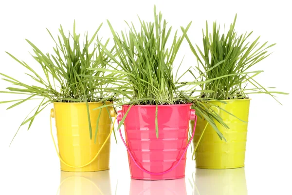 Green grass in buckets isolated on white — Stock Photo, Image