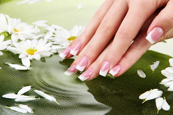 Mãos de mulher com manicure francês e flores em tigela verde com água — Fotografia de Stock