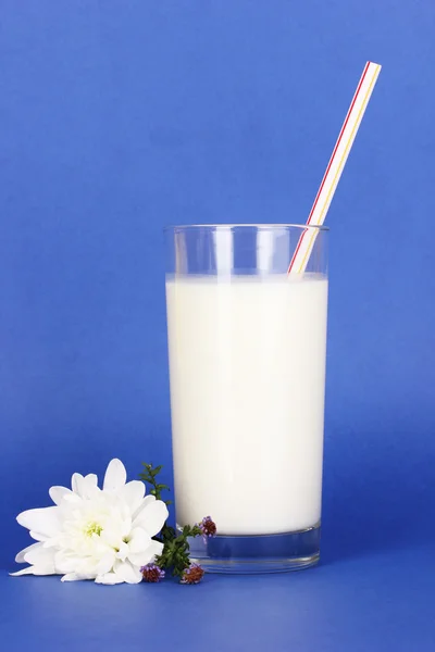 Glass of fresh new milk with white flower on blue background — Stock Photo, Image