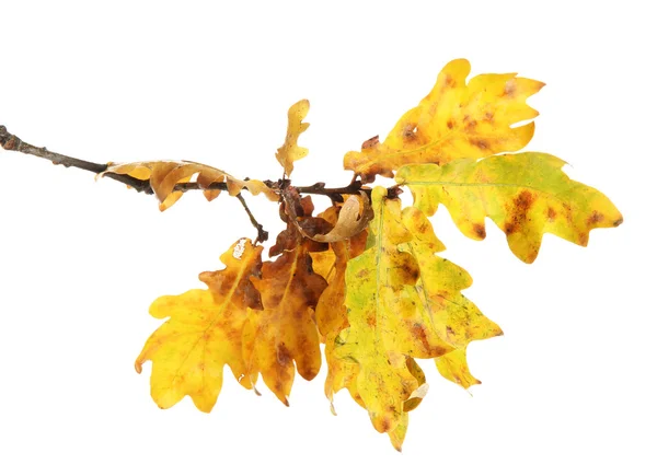 Κλαδί βελανιδιάς με φθινόπωρο κίτρινα φύλλα, που απομονώνονται σε λευκό — Φωτογραφία Αρχείου