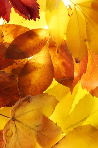 Hojas brillantes de otoño, de cerca —  Fotos de Stock
