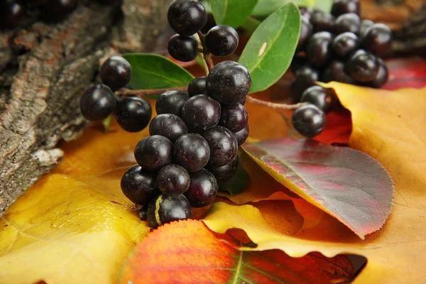 Bright autumn leaves and wild berries, close up — Stock Photo, Image