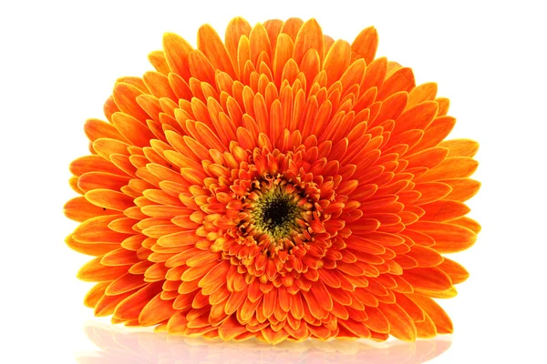 Beautiful gerbera flower isolated on white — Stock Photo, Image