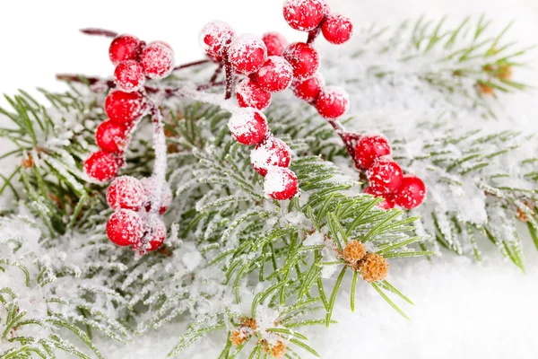 Ягоды рябины с елой, покрытой снегом — стоковое фото