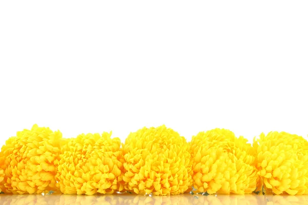 Bright yellow chrysanthemums, isolated on white — Stock Photo, Image