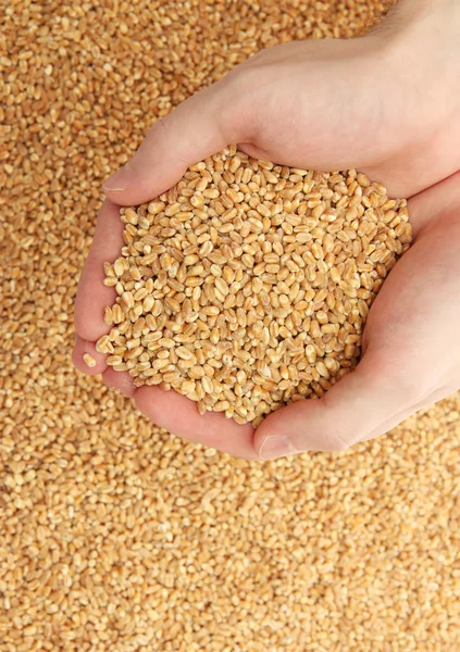 Man hands with grain, on wheat background — Stock Photo, Image