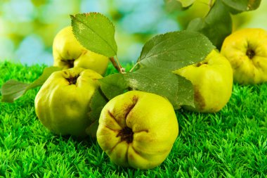 sweet quinces with leaves, on grass, on green background