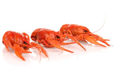 beyaz izole lezzetli haşlanmış crayfishes