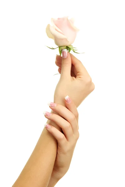 Beautiful woman hands with rose, isolated on white — Stock Photo, Image