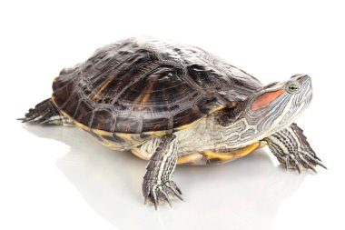 beyaz izole kırmızı kulak kaplumbağa