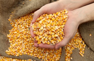 man hands with grain, on yellow corn background