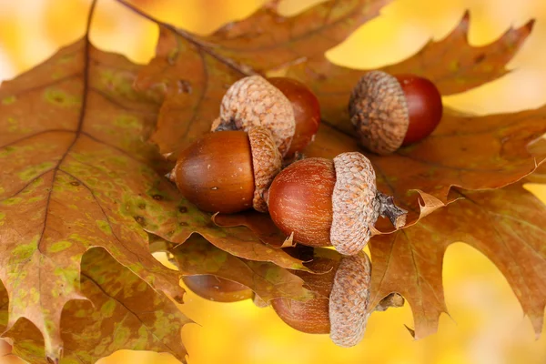 Folhas de outono em fundo brilhante, macro close-up — Fotografia de Stock