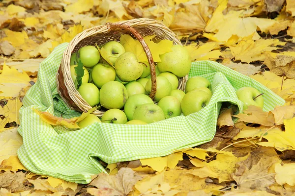 Cesta de manzanas frescas maduras en el jardín en hojas de otoño — Foto de Stock