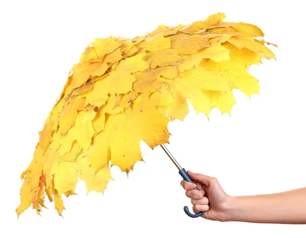 Людська рука тримає кленові листя парасолька ізольовані на білому — стокове фото