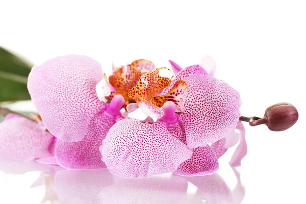 美丽的粉红色兰花，孤立在白色 — 图库照片